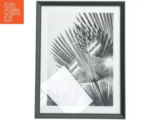 Indrammet sort-hvid foto af palmeblade fra IKEA (str. 42,5x32,5 cm)
