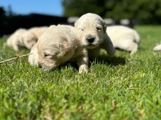 Golden retriever hvalpe 