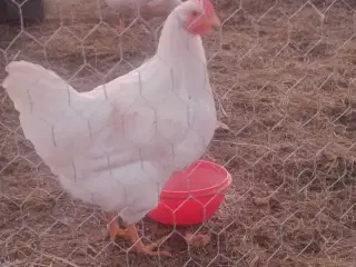 Gokke søger ny hønsegård