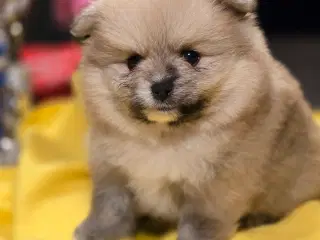 Pomeranian hvalpe , 4 søde drenge. 