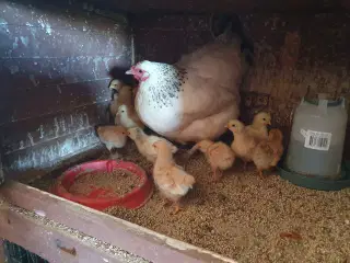 Skrukhøne med kyllinger 