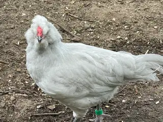 Engelsk Araucana hanekyllinger