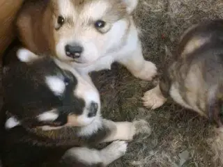 🎄 Alaskan Malamute hvalpe – klar til juleferien!