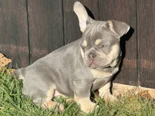 Fransk Bulldog Hvalp 14 uger