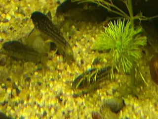 🐠✨ Nannus pansermaller – Fredelige bundfisk