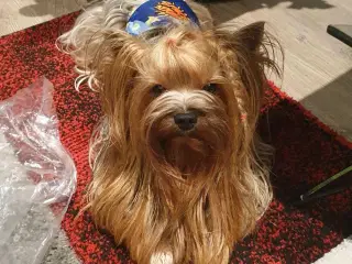 Yorkshire terrier. 