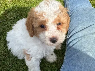 Cavapoo færdig vaccineret med pas  klar til sommer