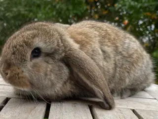 FRANSK VÆDDER HAN VILDTGRÅ