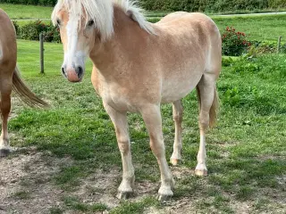 1 års haflinger hoppe efter 1 klasse forældre