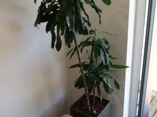 Plante i krukke