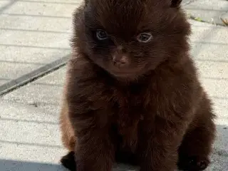 Pomerania hvalpe til efterårsferien 