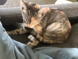 Kattekillinger