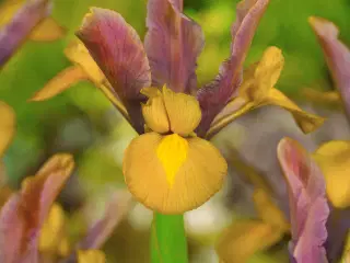 Iris Hollandica løg fra 1,25 kr/stk.- Flere farver