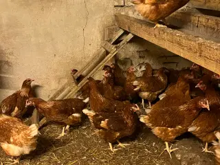 Høns