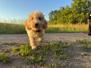 Cockapoo / Cockerpoo / Doodle