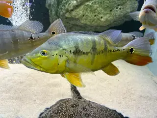 Cichla 