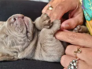 Old english bulldog blandinger. 