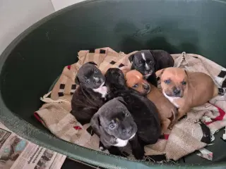 Staffordshire bull terrie 