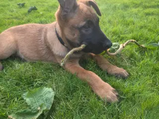 Hundehvalp 