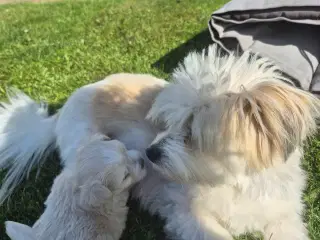 Coton de tulear og Highland Maltie 