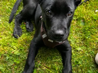 3 måneder, belgisk malinois/rottweiler