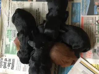 FT Cocker Spaniels