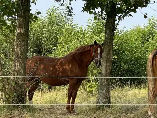 Hygge/selskabs hest