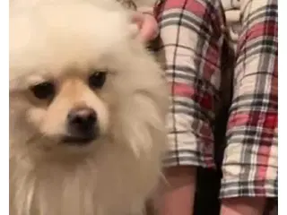 Pomranian blanding ha 2 år