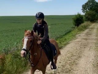 Dansk Sports Pony, vallak, 16 år