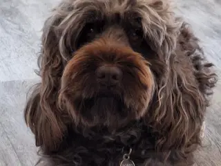 Cockapoo parring tilbydes