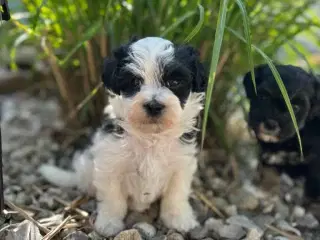 Bichon Havanais hvalpe 5 uger