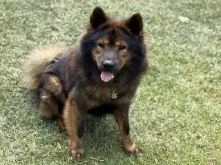 Eurasier Hunde avl/parring 
