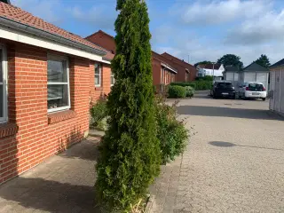 Thuja 3 m høj ca.Bemr Gratis