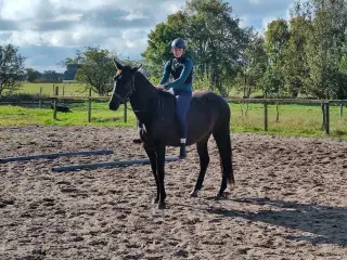 Oldenborg/fuldblod vallak