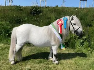 Shetlænder hingst