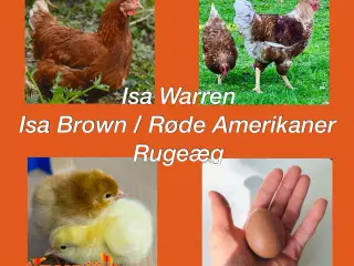 Isa Brown / Røde Amerikaner Rugeæg