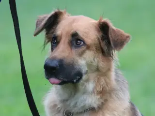 havebassinpumper samt bassinstøvsuger sælges