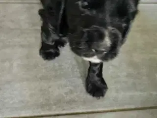 Cocker Spaniel hvalpe