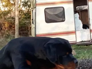 Lækker rottweilerhan og rottemix tæve 7,5 mdr