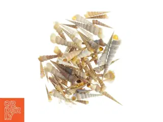 Samling af eremit krebs strandskaller (str. 3,5 x 1 cm til 13 x, 3 cm)
