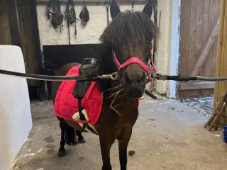 Sødeste miniature pony sælges