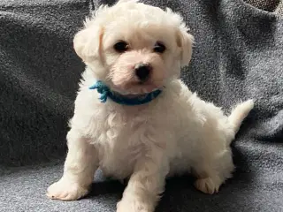 Bichon Malteser hvalpe