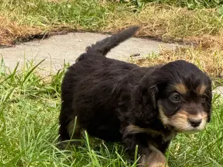 Skønne Cockapoo hvalpe 