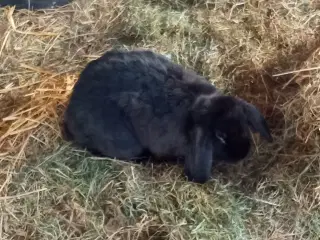 Kaniner 