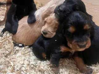 Skønne cockerspaniel hvalpe 