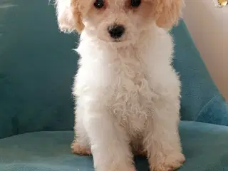 Mini cavapoo 