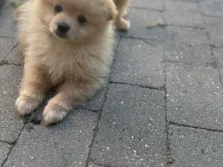 Hej 4 søde pomeranian-hvalpe søger kærlige ejere 