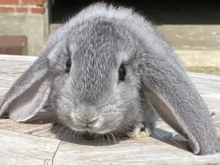 FRANSK VÆDDER HAN CHINCHILLA