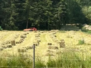 Hø lavet på Solfaxiblanding m. Urter