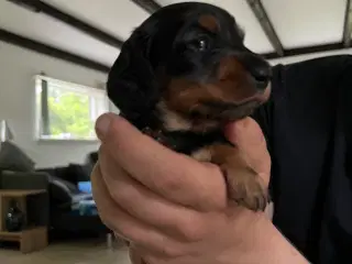 Gravhunde hvalpe 